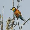 European Bee-eater